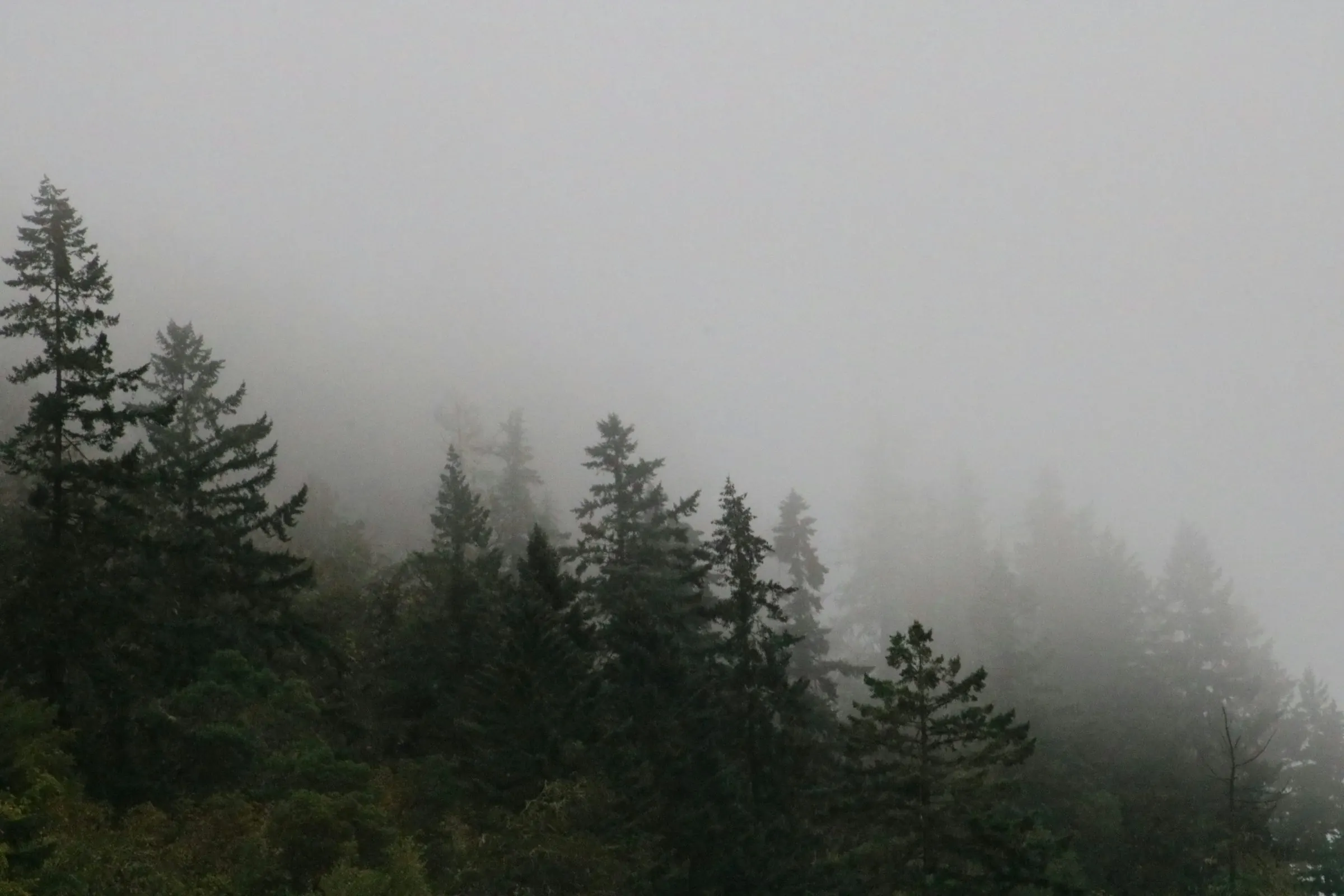 A treeline of pines fading into fog.