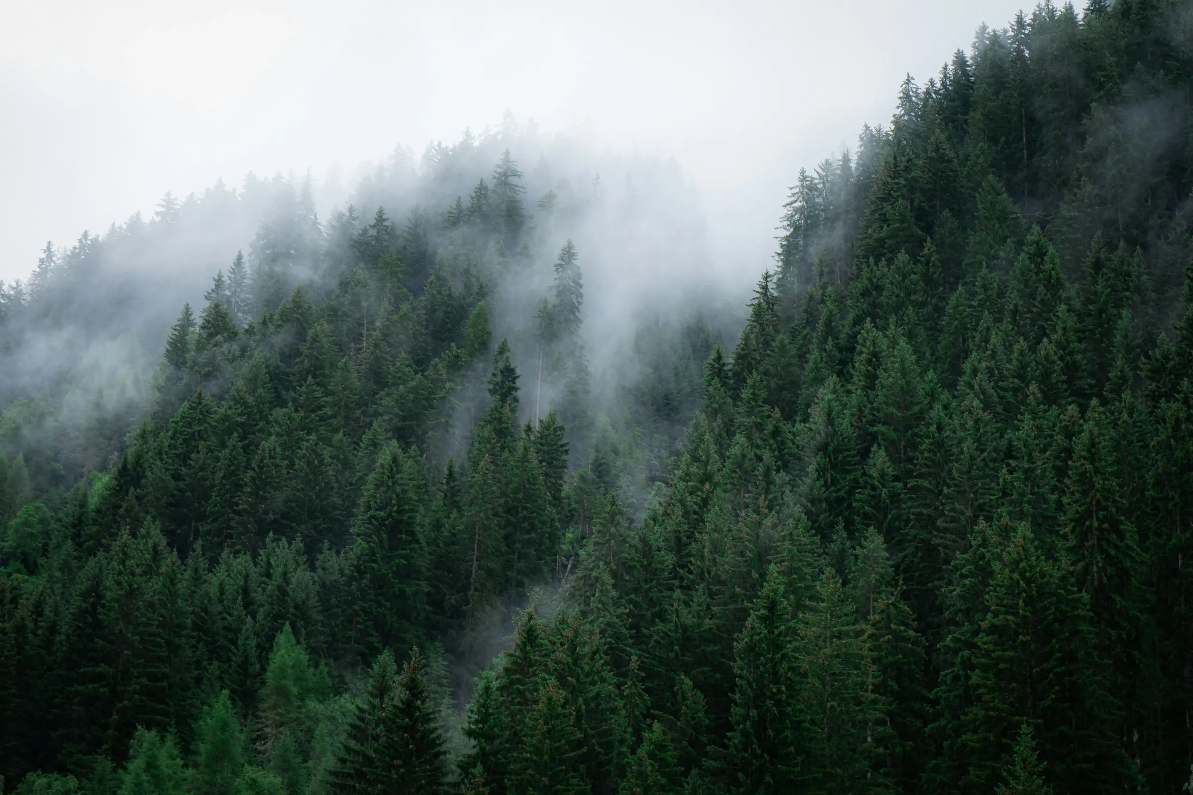 Mist drifting over a ridge of dense evergreen forest.
