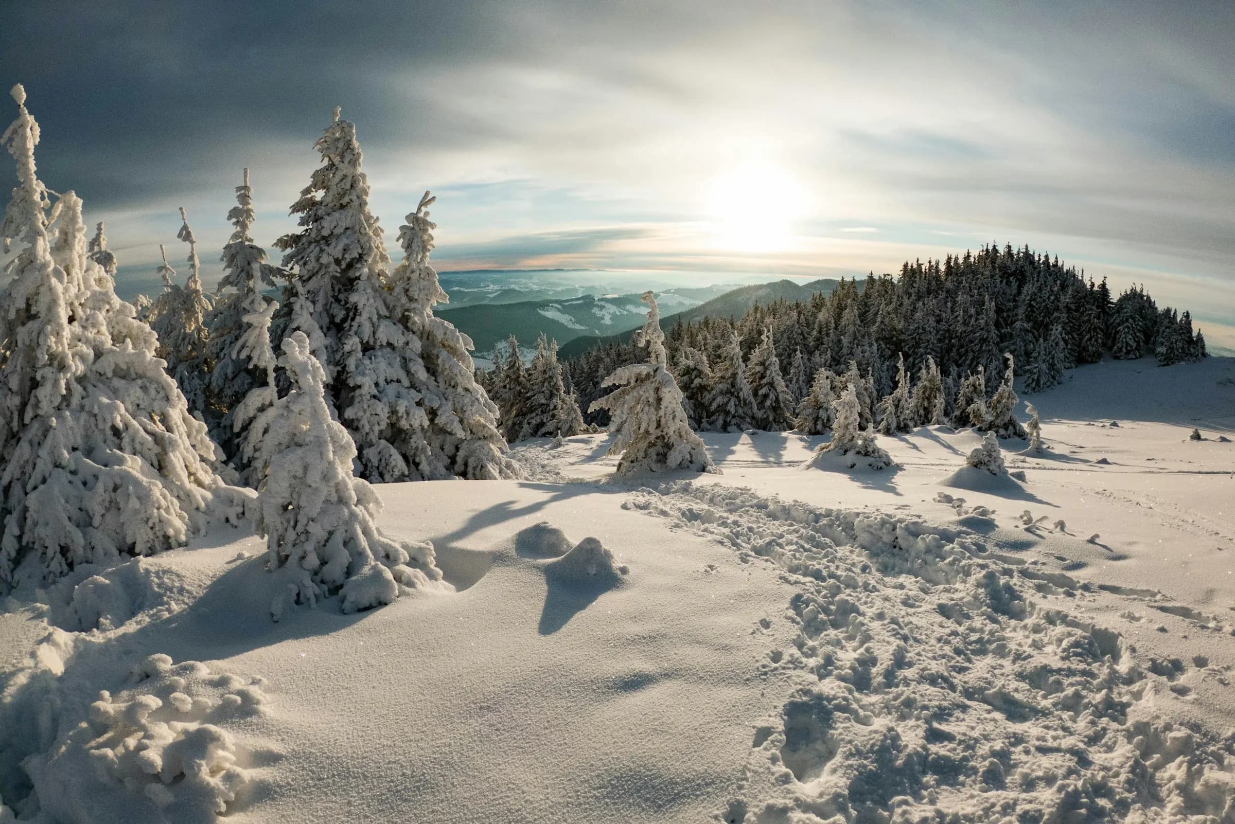 Snow-covered pine trees in deep snow, with the sun low over the ridge.