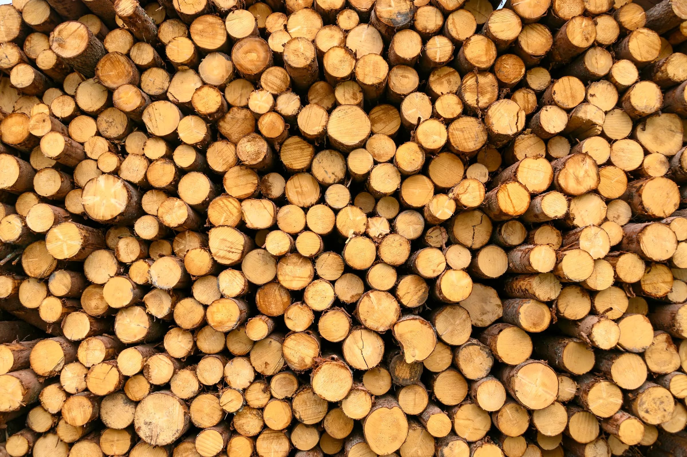 The cut ends of a large stack of timber logs.